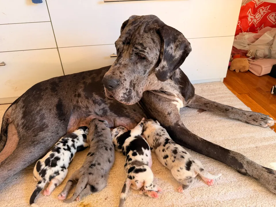 Merle Great Dane dam with her nursing harlequin and merle puppies