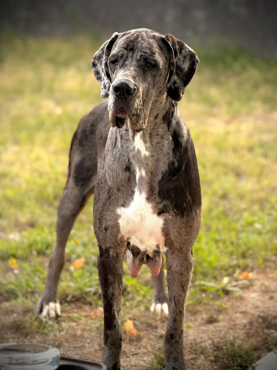 Blue merle Great Dane standing on a lawn