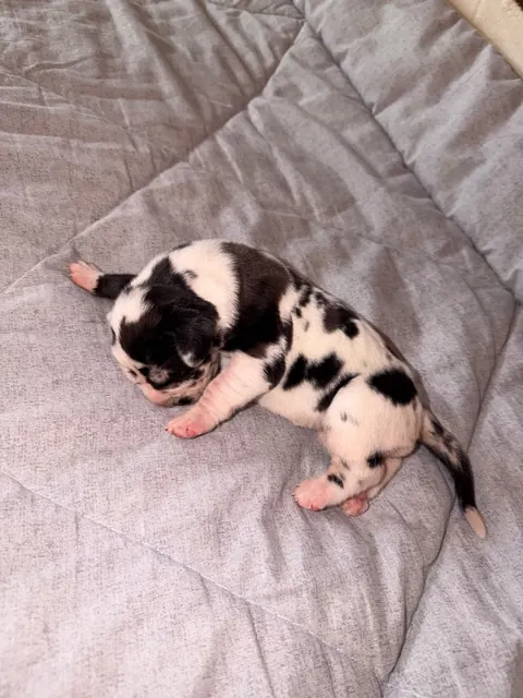 Great Ergen — puppy blanket