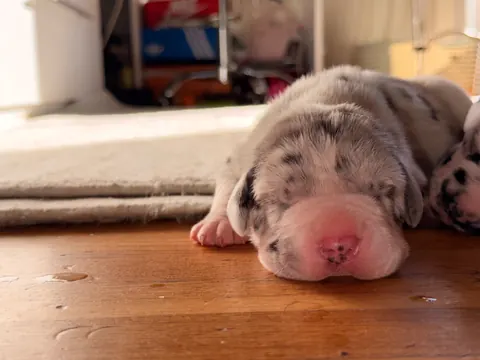 Great Ergen — puppy floor 1