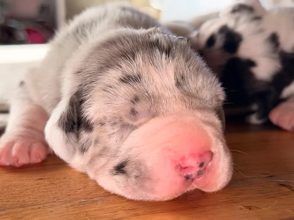 Merle puppy asleep on a wooden floor