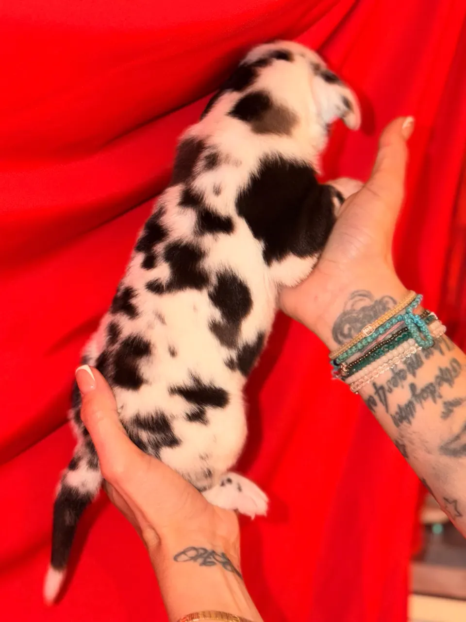 Fiji, harlequin puppy held in hands against red cloth (sold)