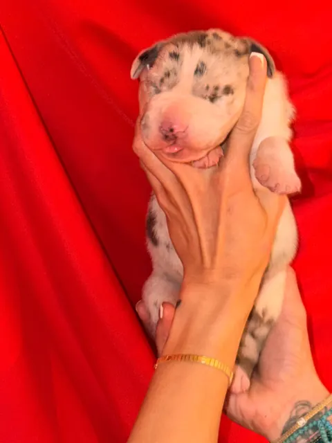 Great Ergen — puppy red 3