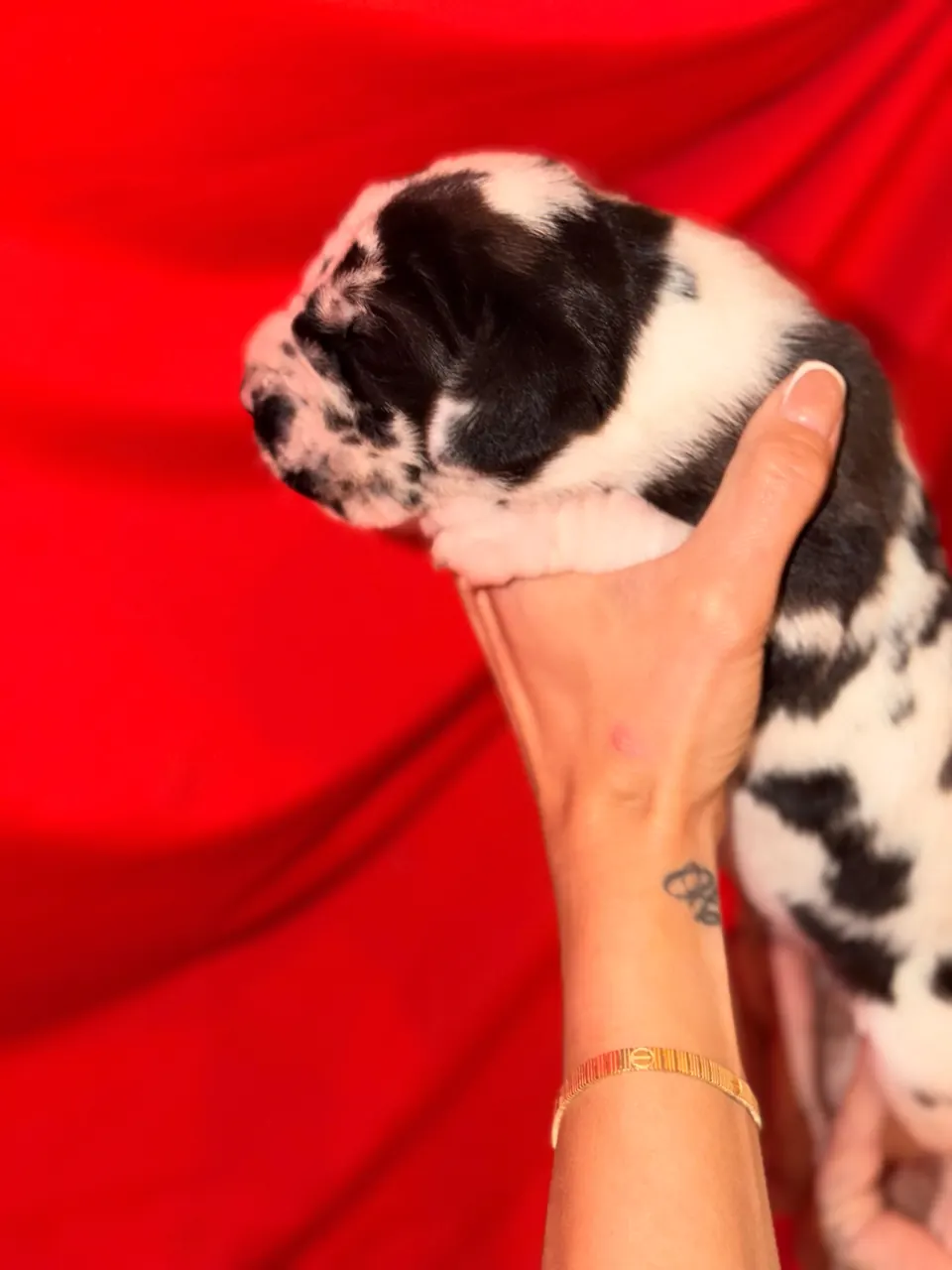 Black and white harlequin puppy held up against red