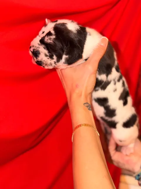 Great Ergen — puppy red 6