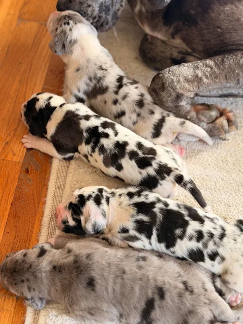 Great Ergen — puppies floor